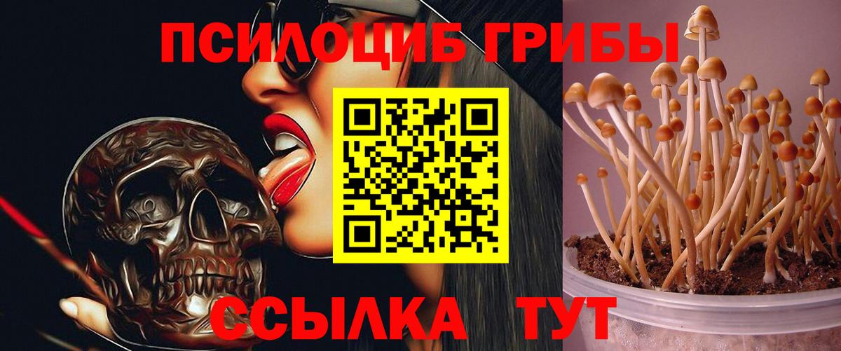 Псилоцибиновые грибы Psilocybine cubensis Майский